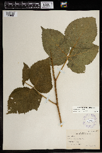 Rubus rosa image