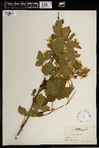 Rubus rosa image
