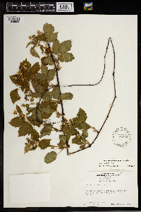 Rubus satis image