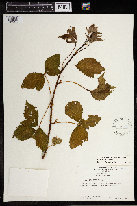 Rubus satis image