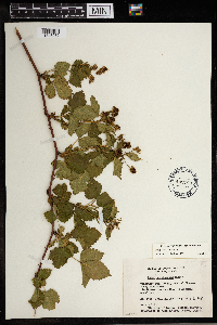 Rubus satis image