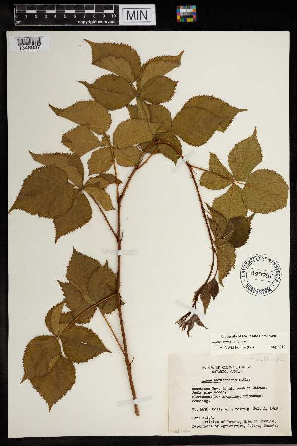 Rubus satis image
