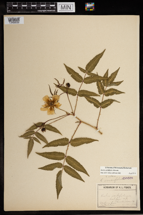 Rubus sorbifolius image
