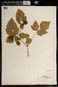 Rubus spectabilis image