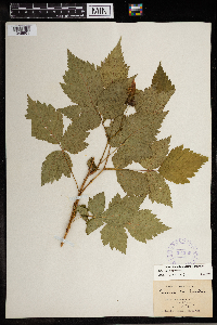 Rubus spectabilis image