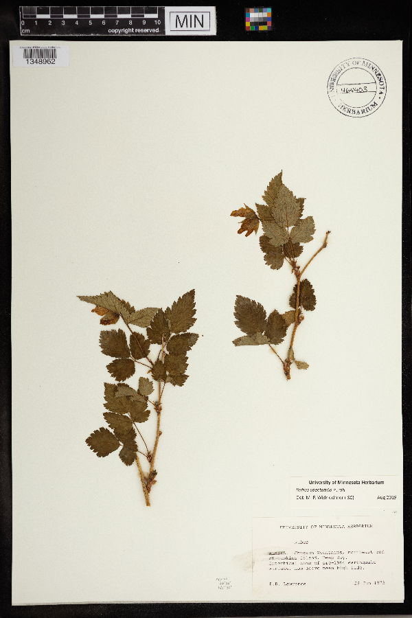 Rubus spectabilis image