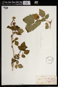 Rubus spectabilis image