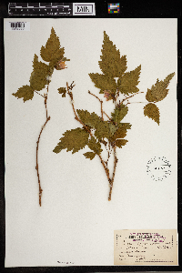 Rubus spectabilis image