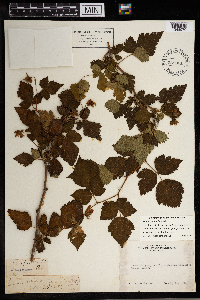 Rubus spectabilis image