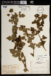 Rubus spectabilis image