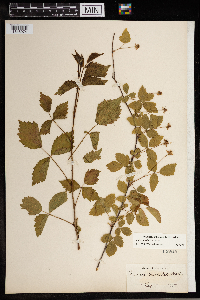 Rubus steelei image
