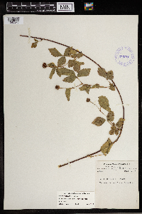 Rubus steelei image