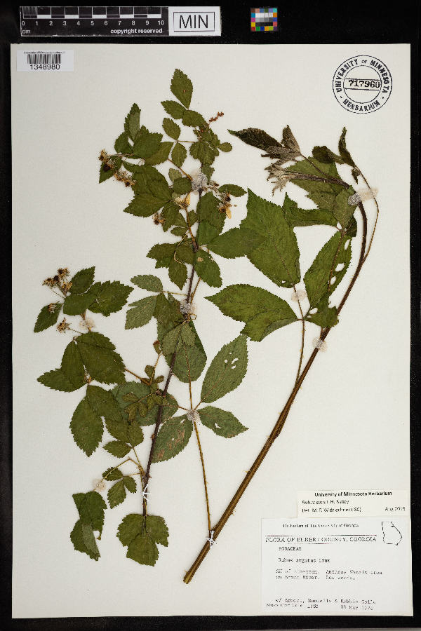 Rubus suus image