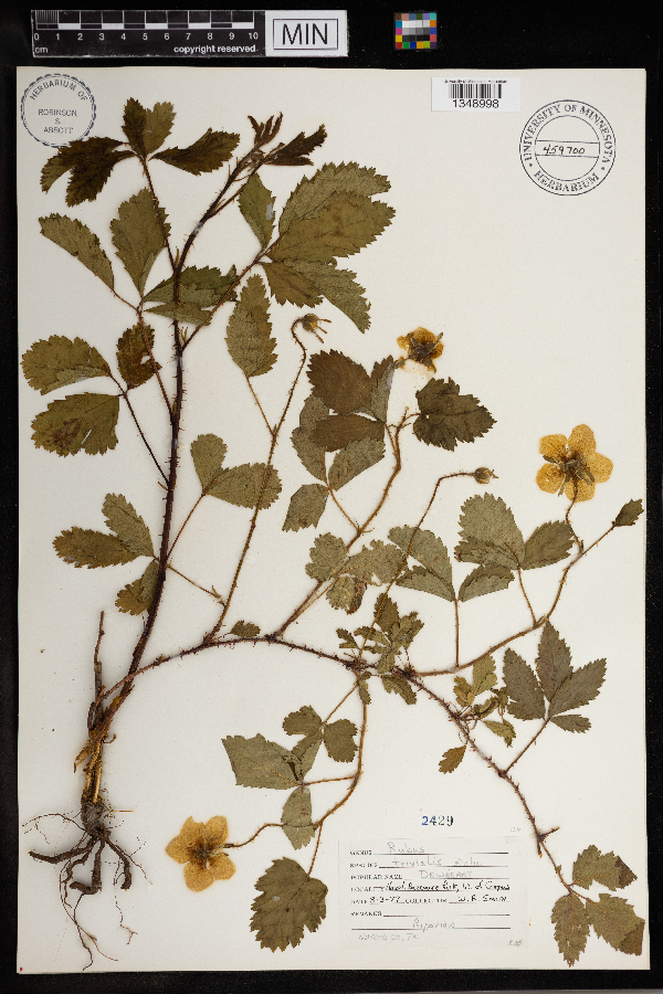 Rubus trivialis image