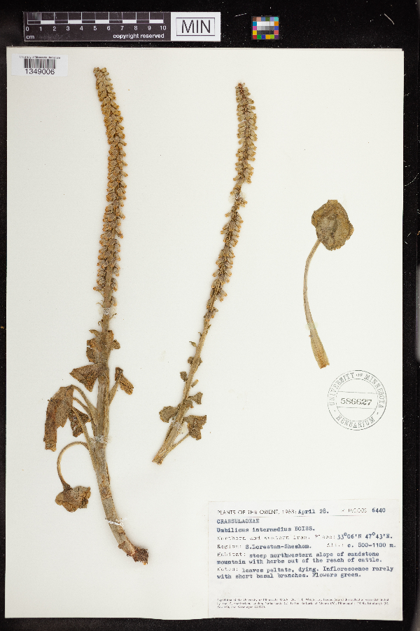 Umbilicus intermedius image