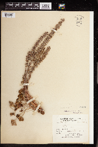 Umbilicus intermedius image