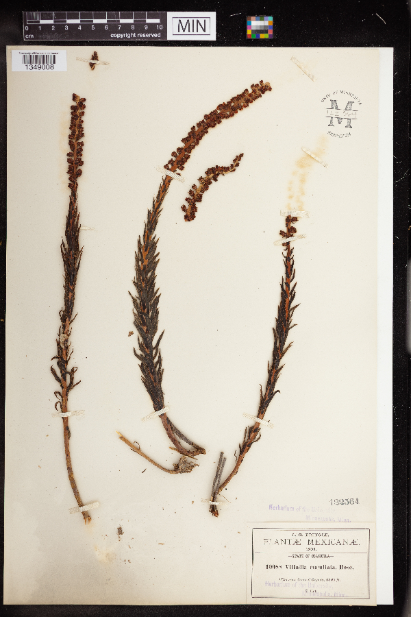 Villadia cucullata image