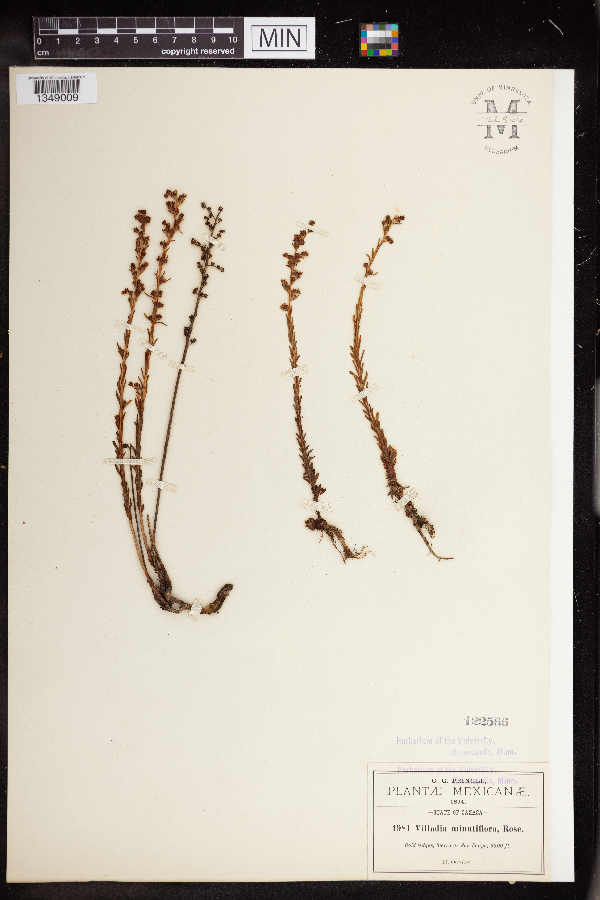 Villadia minutiflora image