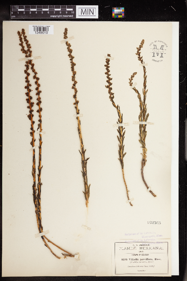 Villadia parviflora image