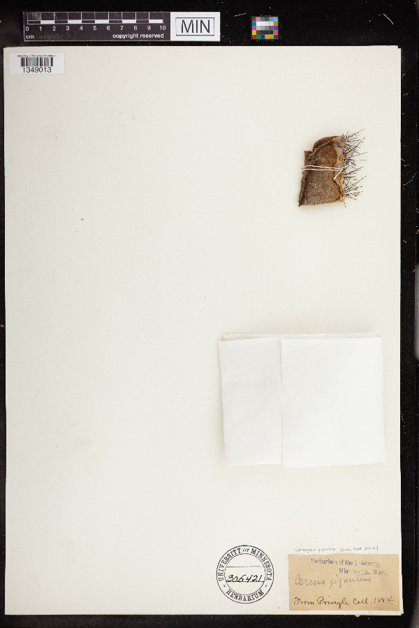 Carnegiea gigantea image