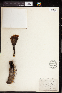 Carnegiea gigantea image