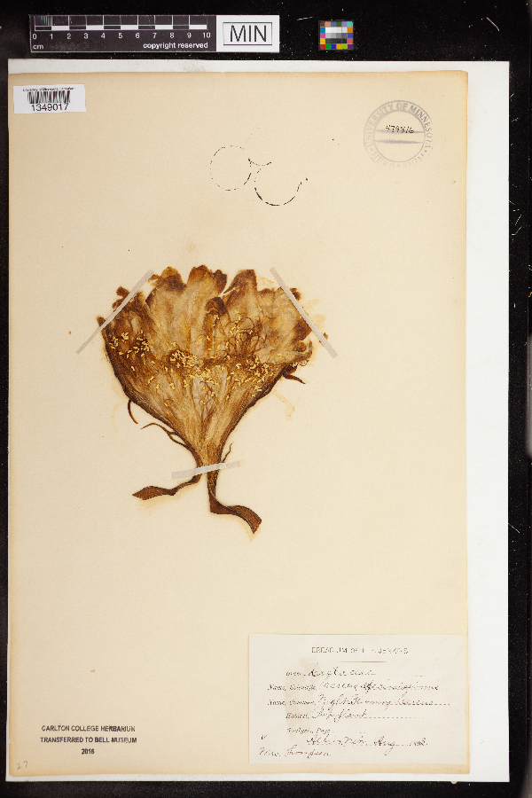 Disocactus speciosus subsp. speciosus image