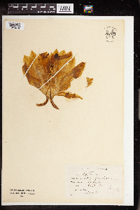 Disocactus speciosus subsp. speciosus image