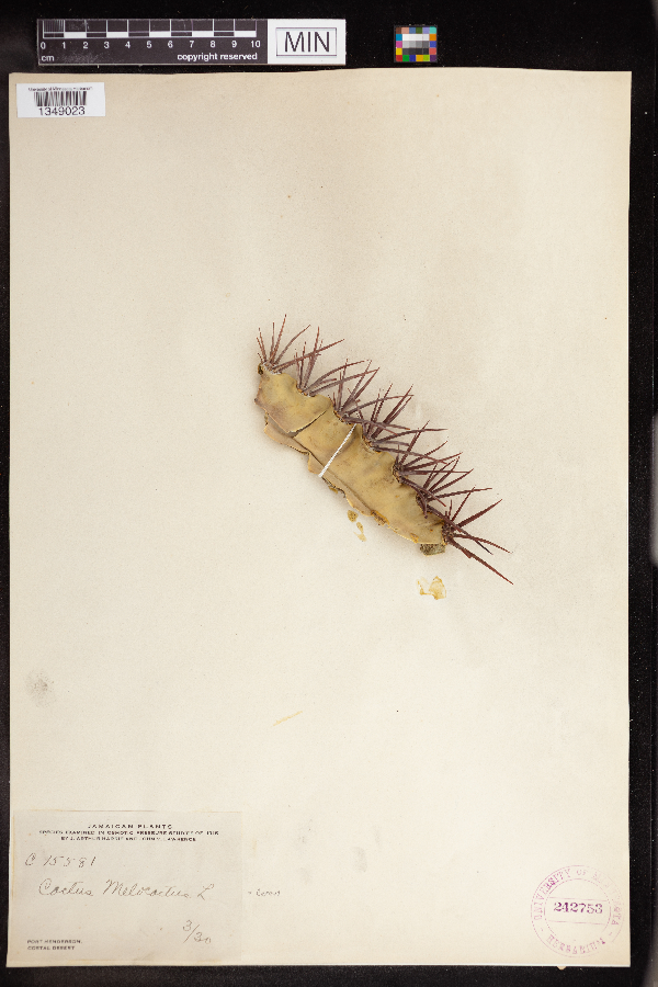 Cephalocereus melocactus image