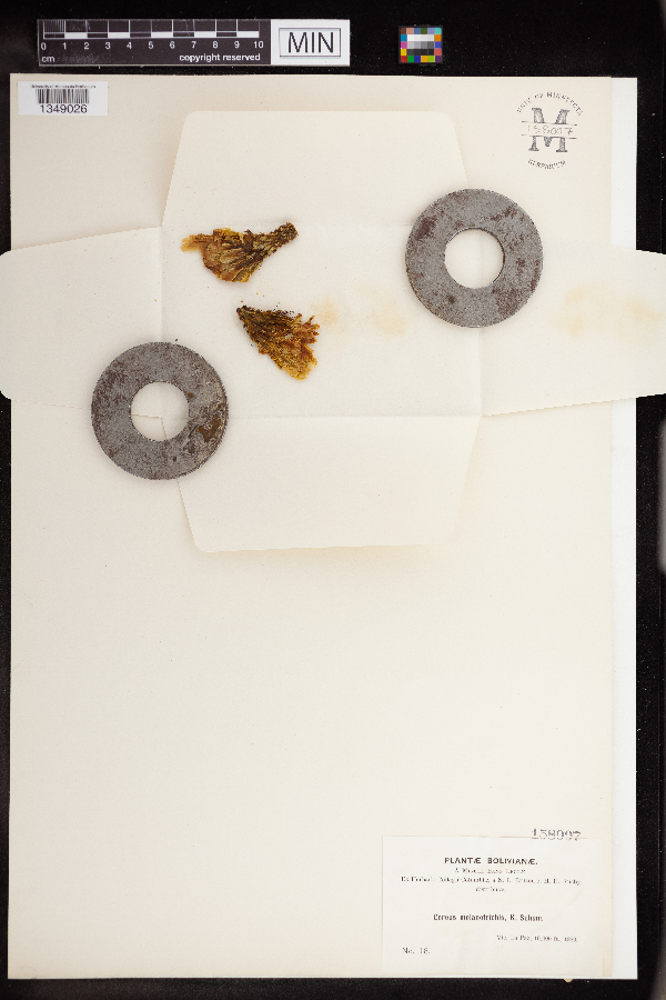 Corryocactus melanotrichus image