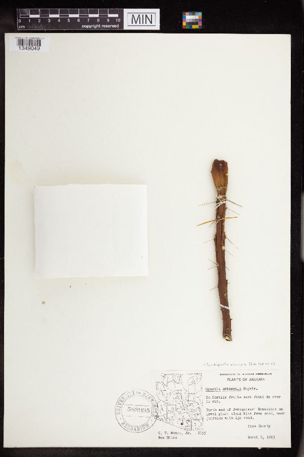 Opuntia arbuscula image