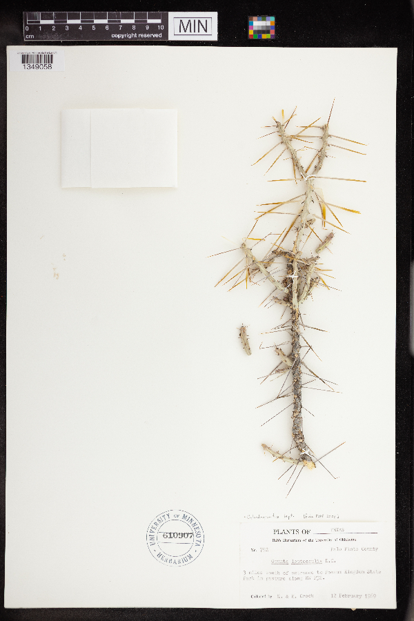 Opuntia leptocaulis image