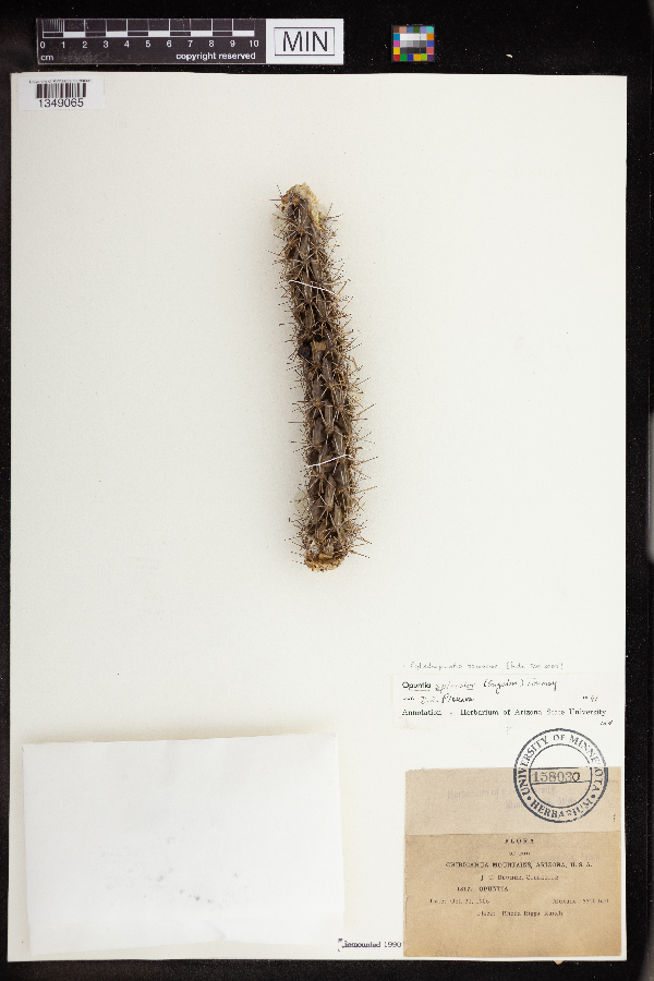 Cylindropuntia spinosior image