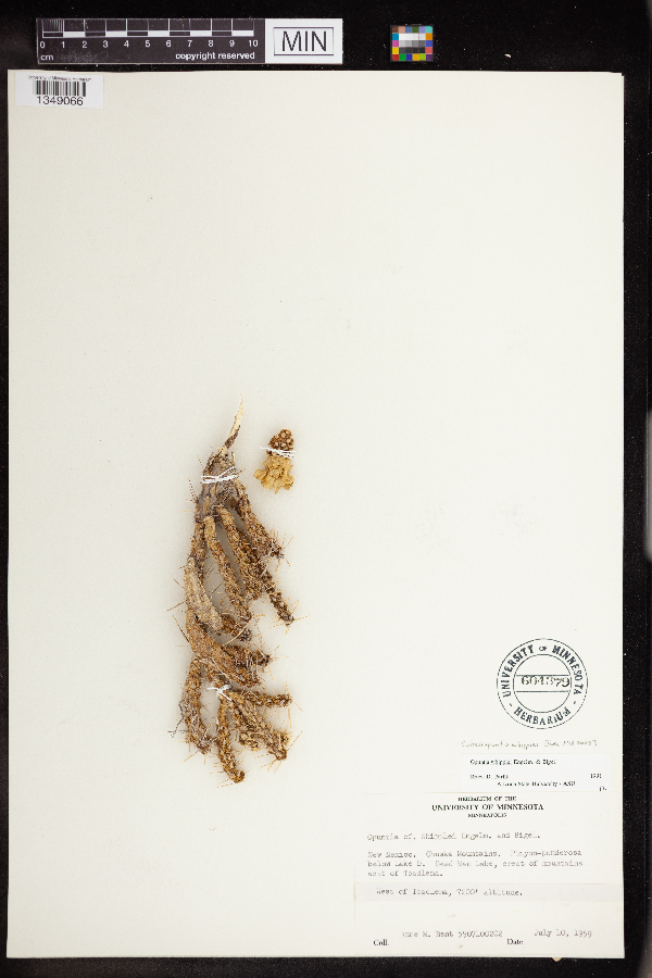 Cylindropuntia whipplei image