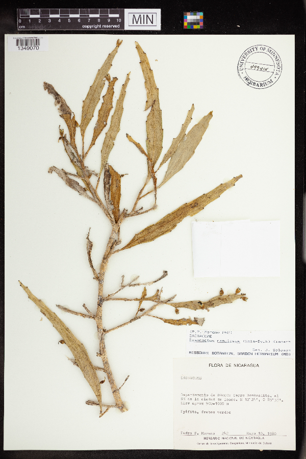 Disocactus ramulosus image