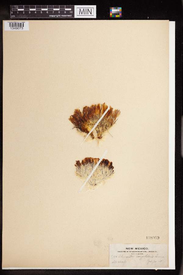 Echinocactus horizontalis image