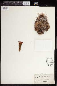 Image of Echinocereus coccineus