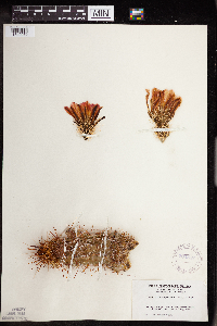 thumbnail image of current specimen