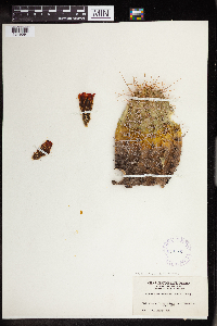 thumbnail image of current specimen