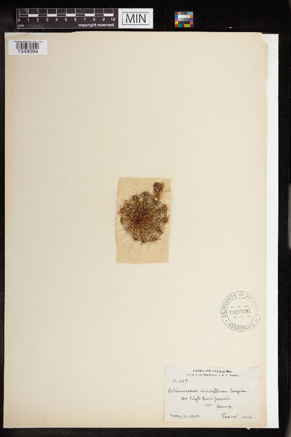 Echinocereus viridiflorus image