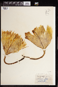 Epiphyllum oxypetalum image