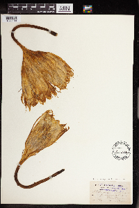 Epiphyllum oxypetalum image