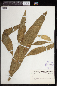 thumbnail image of current specimen
