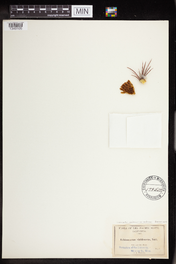 Ferocactus viridescens var. viridescens image