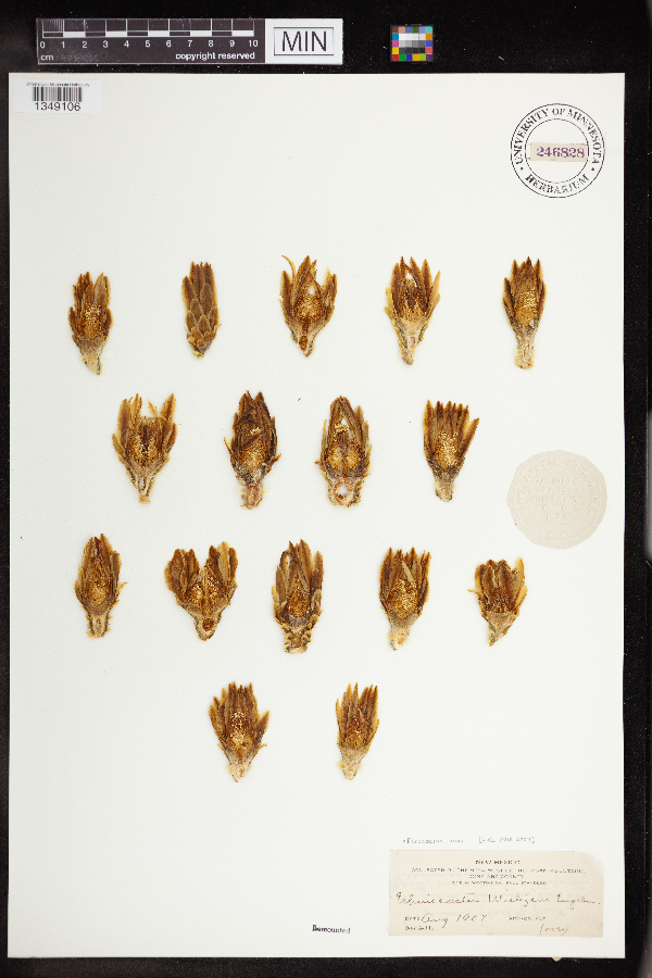 Ferocactus wislizeni image