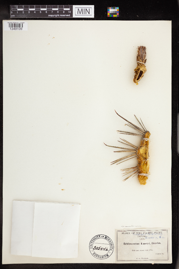 Ferocactus emoryi image