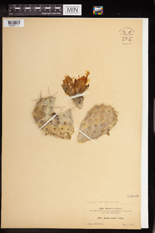 Grusonia clavata image