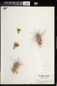 Grusonia parishii image