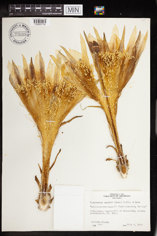 Hylocereus undatus image