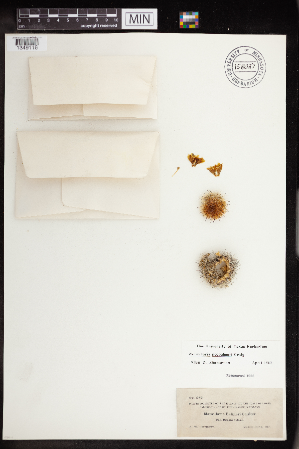 Mammillaria neopalmeri image