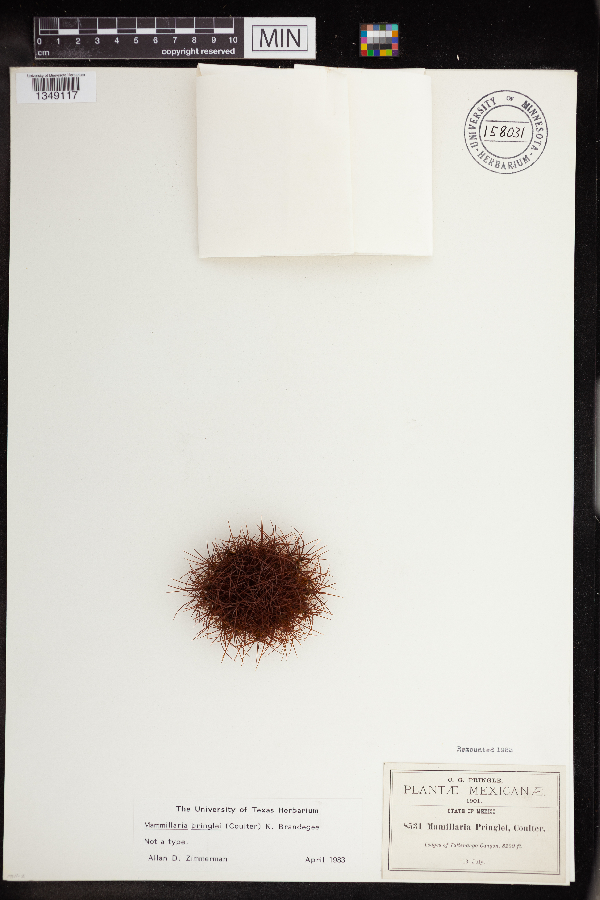 Mammillaria pringlei image